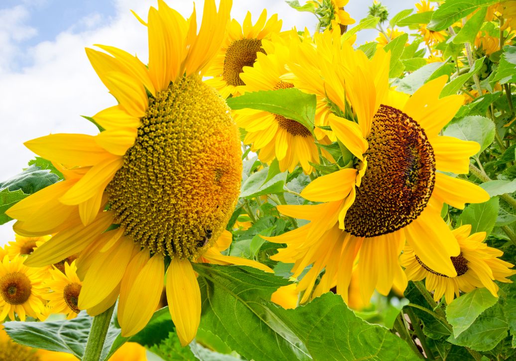 Diamond Art - Sunflowers