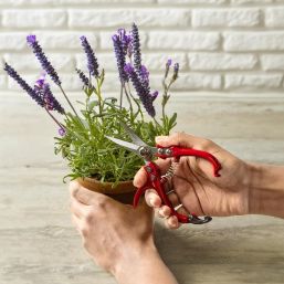 Mini Garden Shears