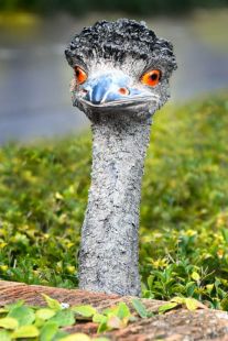 Peek-a-Boo Garden Emu